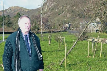 Dead roundabout trees are an eyesore, says councillor