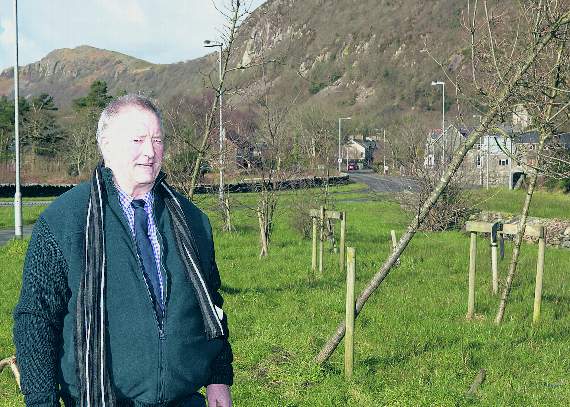 Dead roundabout trees are an eyesore, says councillor