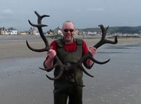 Borth antlers confirmed as from the Bronze Age