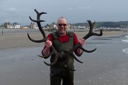 Borth antlers confirmed as from the Bronze Age
