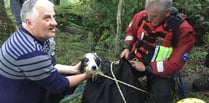 Treasured pet rescued after falling into gorge