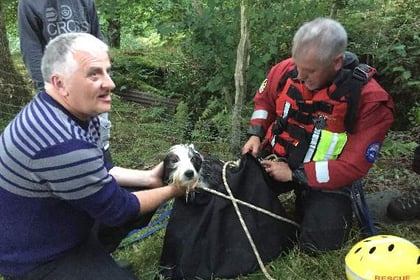 Treasured pet rescued after falling into gorge