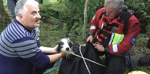 Treasured pet rescued after falling into gorge