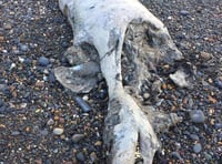 Dead seals appear to have been attacked