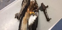 RSPCA appeal after red kite caught in illegal trap