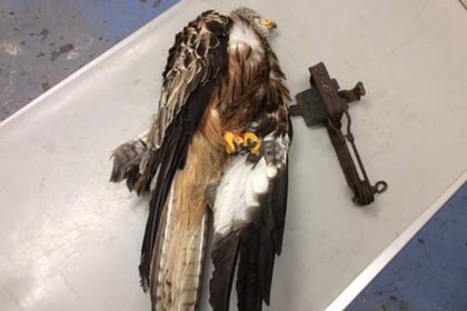 RSPCA appeal after red kite caught in illegal trap