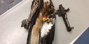 RSPCA appeal after red kite caught in illegal trap