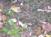 Horrified mum finds needle near schools