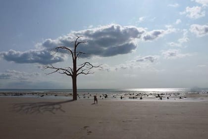 Campaign against beach tree sculpture will continue