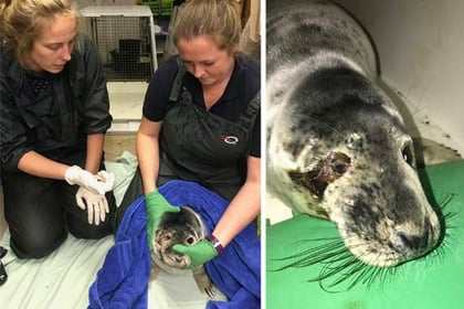 RSPCA rescues seal with badly damaged eye