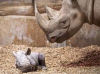 5,000 free tickets to celebrate zoo's baby rhino arrival