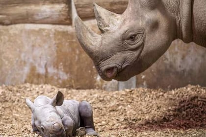 5,000 free tickets to celebrate zoo's baby rhino arrival