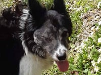 'Desperate' couple appeal for help to find beloved pet dog Charlie