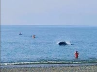 WATCH: Close encounter with dolphin in Aberystwyth