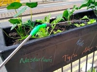 Council removes planters used by ‘guerilla gardeners’