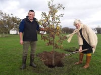 Strategy for sustainable woodland expansion in Wales backed by MS