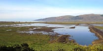 Bird flu confirmed in Ceredigion