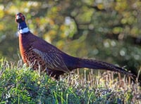 Pennal residents call for regulation to restrict pheasant shooting