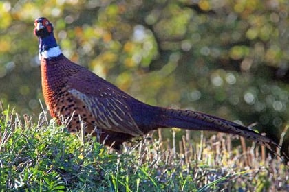 Pennal residents call for regulation to restrict pheasant shooting