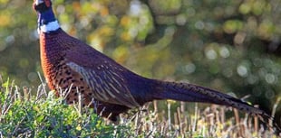 Pennal residents call for regulation to restrict pheasant shooting