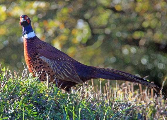 Pennal residents call for regulation to restrict pheasant shooting