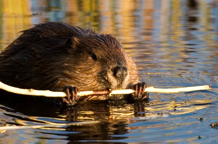 Beaver