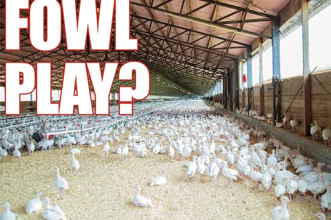 Behind the News feature o intensive poultry farms