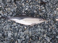 Stranded dolphins found on Welsh beaches after series of storms 