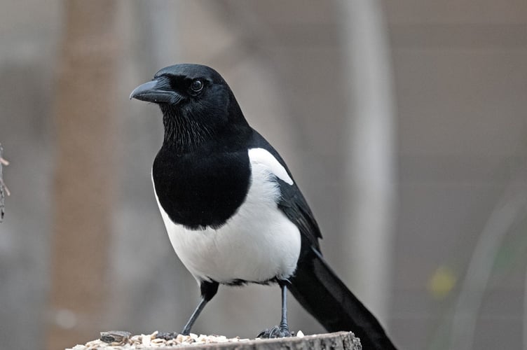 Magpie shooting