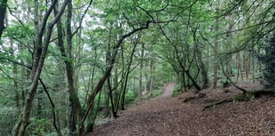 Have your say on Lampeter forest biodiversity plan