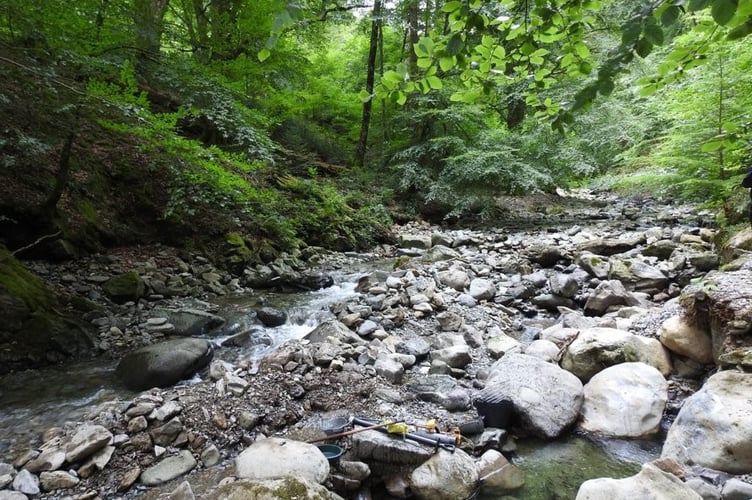 Coed y Brenin forest