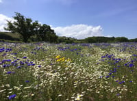 Farmer completes bucket list dream to create wildflower meadow