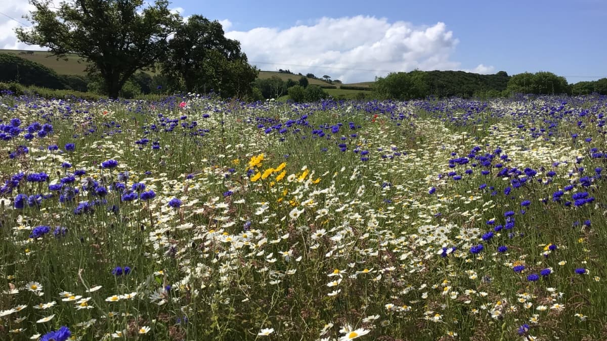 Farmer completes bucket list dream to create wildflower meadow ...