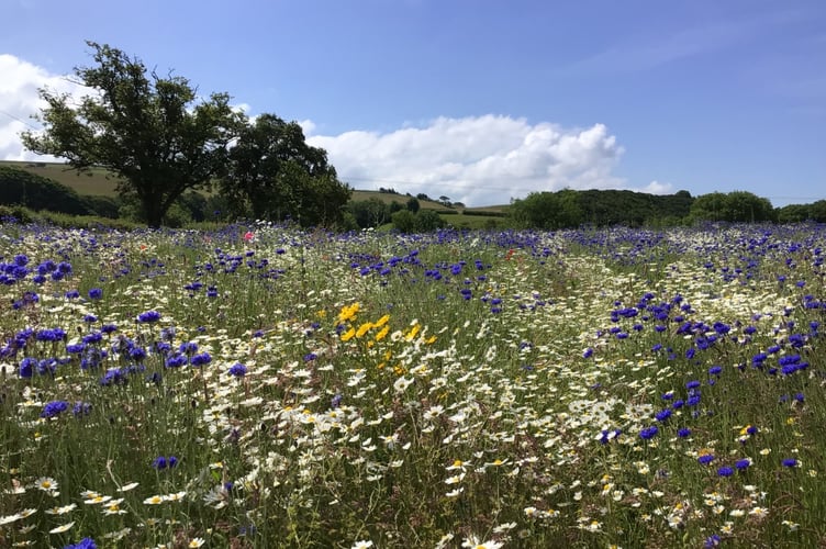 Wildflower meadow