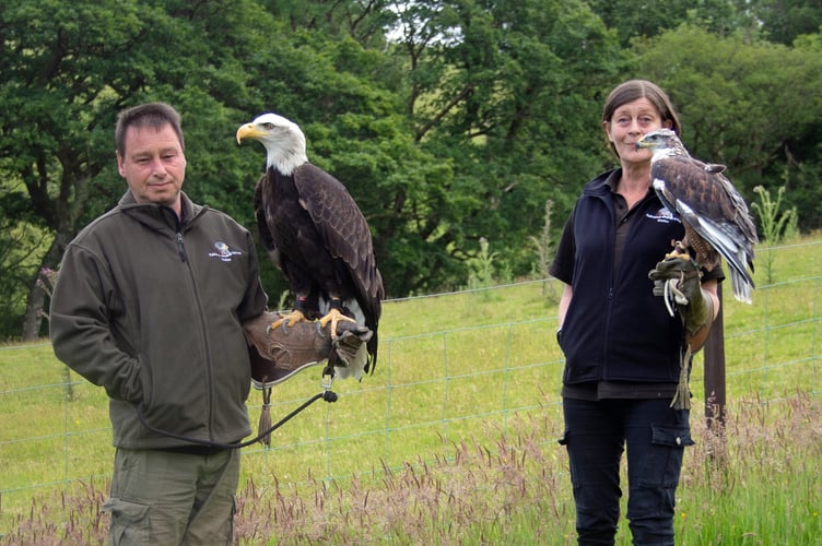 Falconry Experience Wales