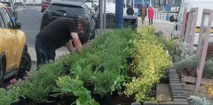 Town council takes over Aberystwyth flower beds