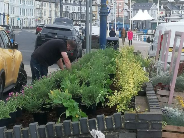 Flowerbed Aberystwyth