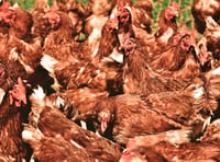 Plans to build poultry unit for 32,000 chickens given green light