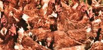 Plans to build poultry unit for 32,000 chickens given green light