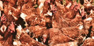 Plans to build poultry unit for 32,000 chickens given green light