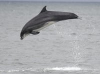 Volunteer to help Britain's largest bottlenose dolphin population