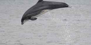 Volunteer to help Britain's largest bottlenose dolphin population