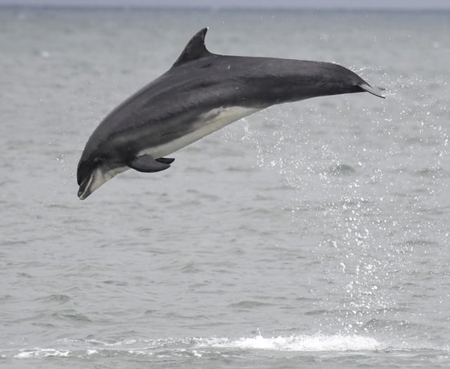 Volunteer to help Britain's largest bottlenose dolphin population