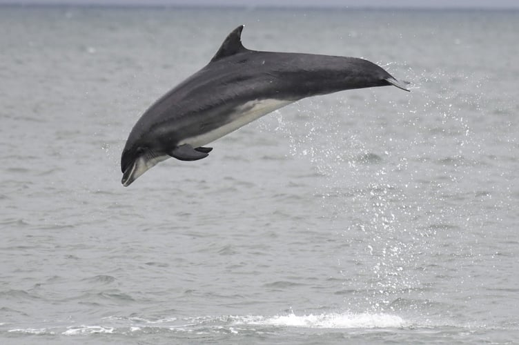 A bottlenose dolphin breaching the water in Cardigan Bay over the weekend