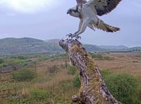 Local osprey found dead on beach