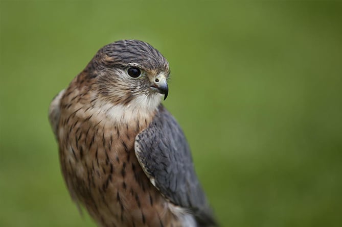 Stock photo of a merlin chick