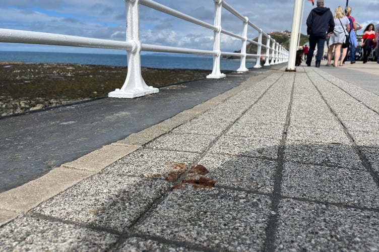 Dog poo on Aberystwyth seafront