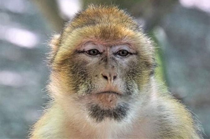 A Barbary ape is said to haunt Cardigan Castle