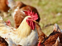 Bird flu case confirmed in mid Wales