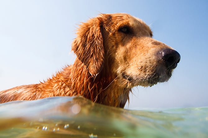 Dog stock photo